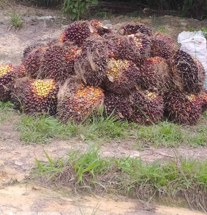 Sempat Berada  di Harga Tertinggi, Sepekan Kedepan Harga Sawit Riau Turun Tipis