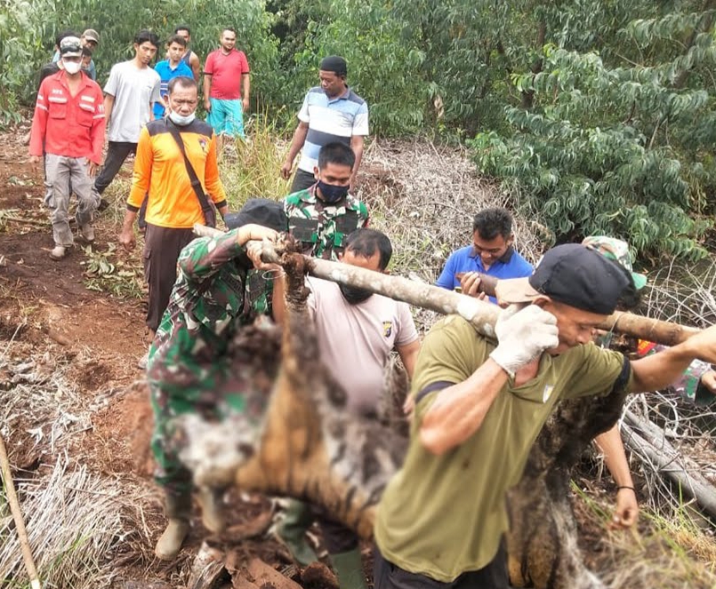 Terungkap, Harimau yang Ditemukan di Bengkalis Mati Karena Dehidrasi dan Infeksi