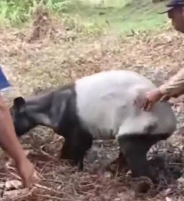 Luka Parah, BBKSDA Evakuasi Tapir Betina ke Pekanbaru untuk Perawatan