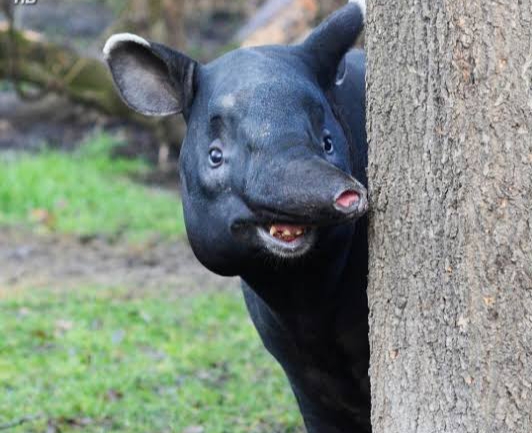 Alami Luka Serius, BBKSDA Riau Evakuasi Seekor Tapir ke Pekanbaru
