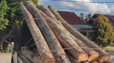16 Tual Kayu Ilegal Diamankan Polres Kampar di Cagar Alam Bukit Bungkuk