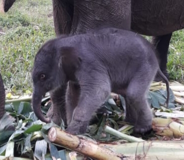 Seekor Gajah Jantan Lahir di TNTN 