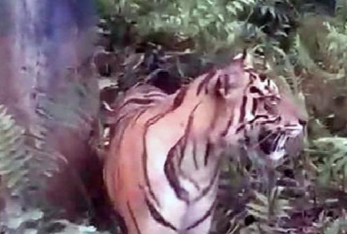 Diserang Harimau, Seorang Pekerja Perusahaan Ditemukan Tewas Mengenaskan