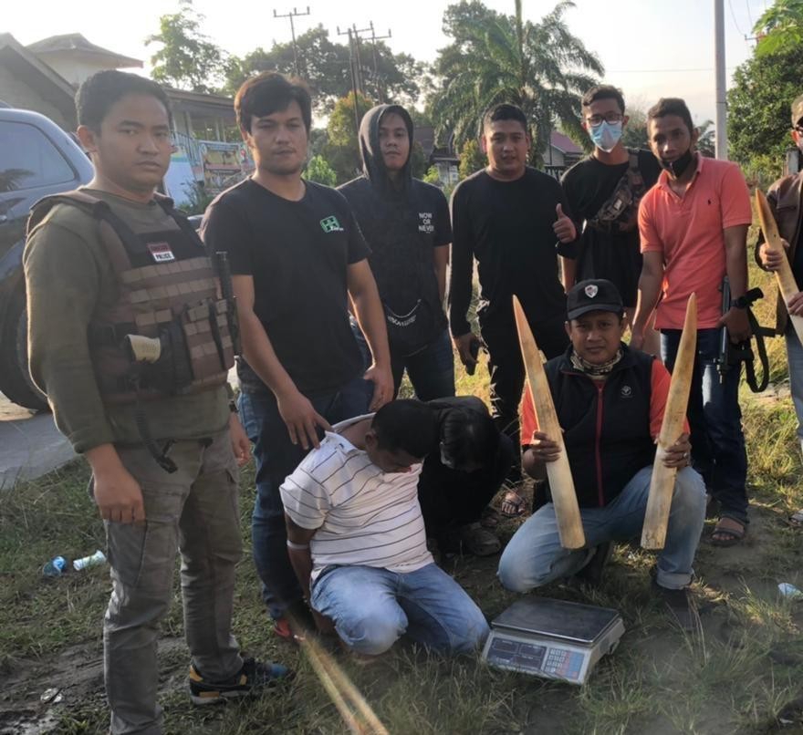 Polda Riau Gagalkan Penyelundupan Gading Gajah di Kuansing
