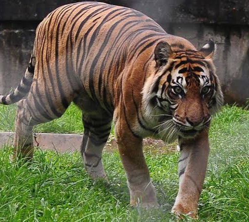 Dampak Teror Harimau, Sekolah di Desa Tasik Tebing Serai di Liburkan