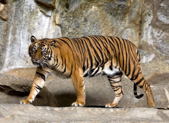 Heboh, Warga Segamai Lihat Penampakan Harimau di Jalan Semenisasi