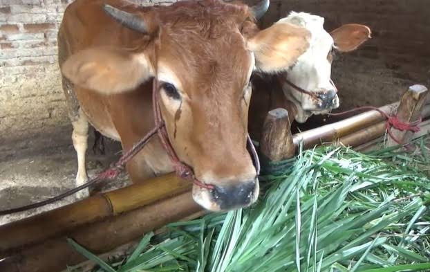 Antisipasi PMK pada Sapi, Disnakeswan Riau Aktifkan 5 Posko Check Point 