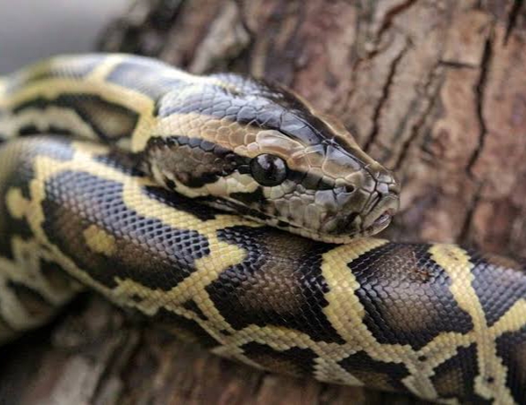 Ular Piton Panjang 7 Meter Dievakuasi Warga Setelah Memangsa Babi Hutan
