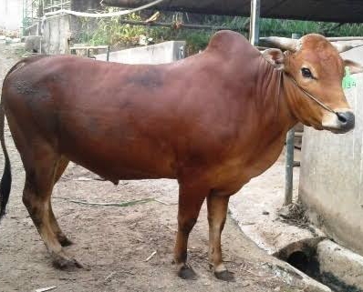 Penyakit Mulut dan Kuku Mewabah, Pengiriman Sapi Bantuan Pemprov Riau Ditunda