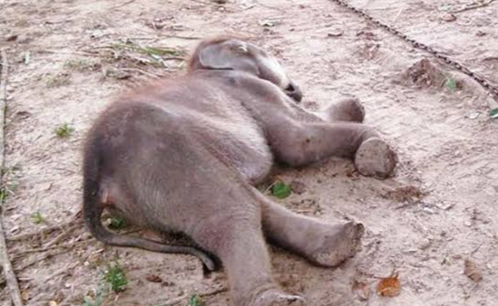 Gajah Betina Hamil Ditemukan Tewas di Lahan Konsesi Pt Riau Abadi Lestari