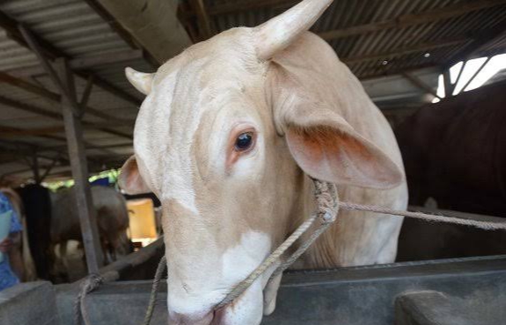 Dinas PKH Riau Perketat Ternak Sapi  yang Masuk ke Riau