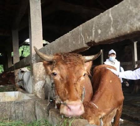 Waspada, 86 Sapi di Bengkalis Positif Terpapar PMK