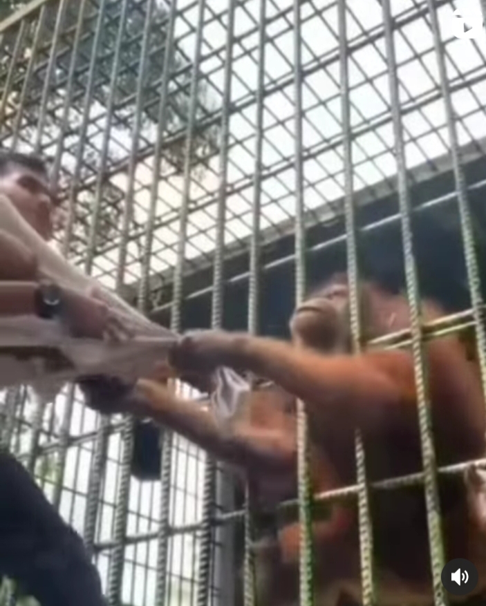 Viral Seorang Pemuda Ditarik Orang Utan di Kebun Binatang Kasang Kulim