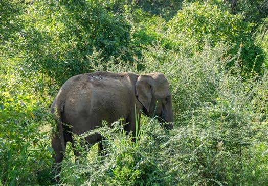 Kebun Dirusak Gajah Liar, Warga Gunung Sahilan Berharap BBKSDA Lakukan Evakuasi