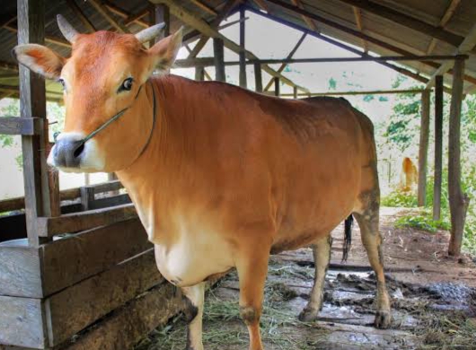 Pantau Sapi Masuk ke Riau, Dinas PKH Dirikan Posko Cek Poin Jelang Idul Adha