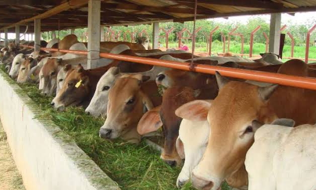Penuhi Kebutuhan Kurban, Pemprov Riau Pasok Sapi dari Sumbar, NTT dan Bali 