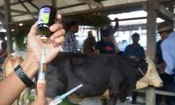 Tekan Penyebaran, Riau Bakal Terima Ribuan Vaksin PMK