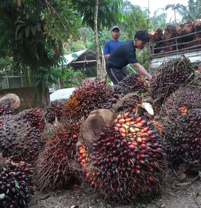 Naik Tipis, Harga TBS Sawit di Riau Kini Rp 1.650 Per Kg
