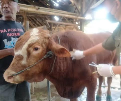 Waspada! 625 Ternak di Riau Terpapar PMK, Dua Ekor Mati