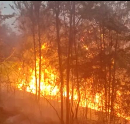 Gawat! 50 Hektar Lahan di Rohul Terbakar, Api Sulit Dipadamkan 