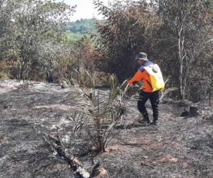 BPBD Kampar Selidiki Penyebab Kebakaran 11 Hektar Lahan di Desa Koto Tuo