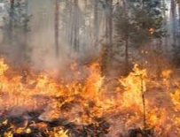 Puluhan Hektar Lahan di Rohul Kembali Terbakar, Api Sulit Dipadamkan
