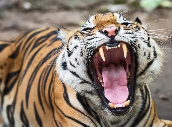 Diterkam Harimau, Tangan Hilang dan Perut Warga Asal Sumut Robek 