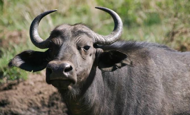 Gawat! Ratusan Kerbau di Kampar Mati Akibat Terpapar Penyakit Sapi Ngorok