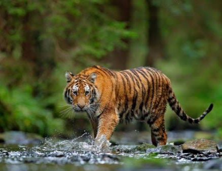 Harimau Sumatera yang Menyerang Karyawan di Kuala Kampar Masih Misteri