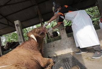 Ini Upaya BPBD Kendalikan Wabah PMK 
