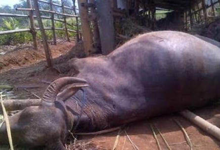 Gawat! Penyakit Ngorok Kembali Ditemukan di Kampar