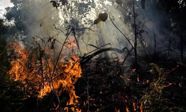 Meski Musim Hujan, BPBD Riau Temukan Karhutla di Dua Kabupaten 