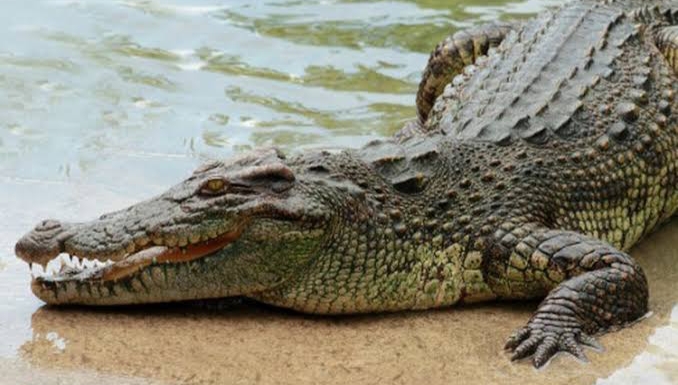 Warga Sungai Batang Kembali Mendapat Teror Buaya