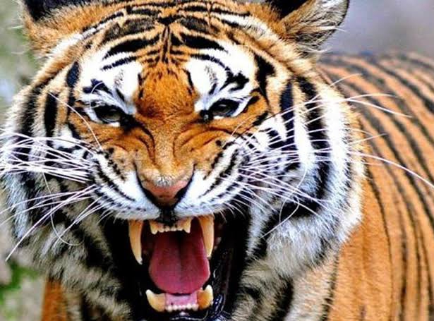 Ngeri! Kontraktor Konsesi di Pelalawan Diserang Harimau Saat Bangun Tidur 