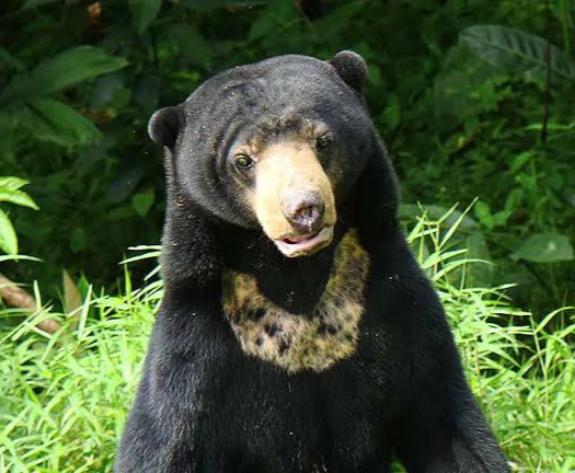 Seorang Warga Inhu Kritis Pasca Diserang Beruang Saat Mencari Getah Damar di Hutan