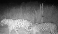 Harimau Sumatera Santap Kambing Umpan di Perangkap yang Dipasang BKSDA Riau