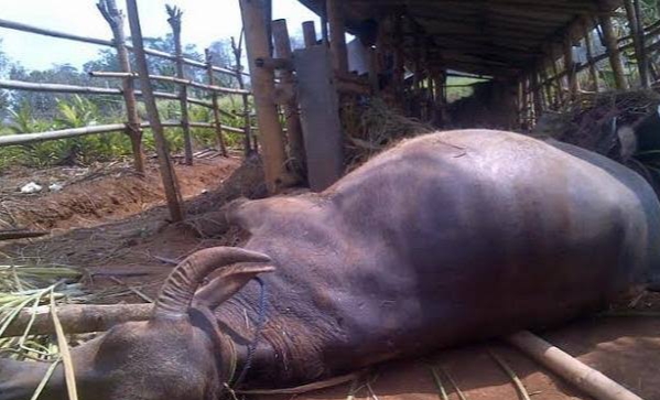 Cek Kasus Sapi Ngorok, Tim Observasi DPKH Riau Tinjau Jalangan Kerbau di Rohul