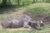 Cegah Penyebaran Sapi Ngorok, Empat Jalangan Kerbau di Rohul  Diisolasi