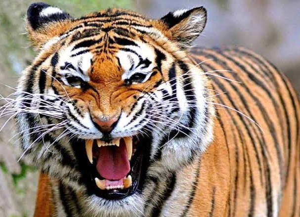 Warga Rengat Barat Resah dengan Kemunculan Harimau, Ini Penjelasan BBKSDA Riau 