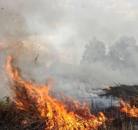 1.249,97 Hektar Lahan Terbakar, Kepala BPBD Riau Klaim Turun dari Tahun Lalu
