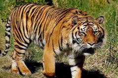 Bikin Warga Resah, Harimau Sumatera Diduga Mangsa Sapi Peternak di Bandar Petalangan
