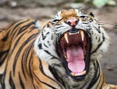 Diduga Diserang Harimau, Seorang Warga Meranti Ditemukan Tewas di Teluk Lanus