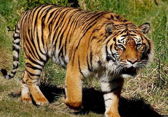 Ngeri! Pekerja PT SPA Diserang Harimau Saat Istirahat di Camp