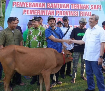 269 Masyarakat Kelompok Tani Terima Bantuan Sapi dari Pemprov Riau 