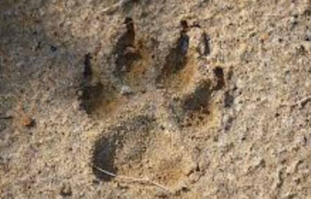 Heboh Penemuan Diduga Jejak Kaki Harimau di Kawasan Padat Penduduk di Siak