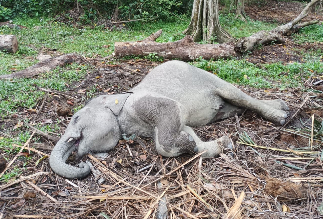 BBKSDA Riau Ungkap Penyebab Matinya Anak Gajah di TWA Buluh Cina
