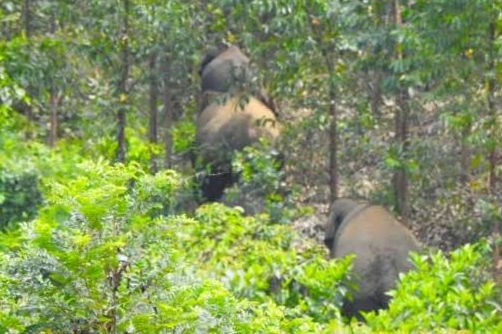 Rusak Tanaman Warga, Kawanan Gajah Rugikan Petani Rumbai Jutaan Rupiah