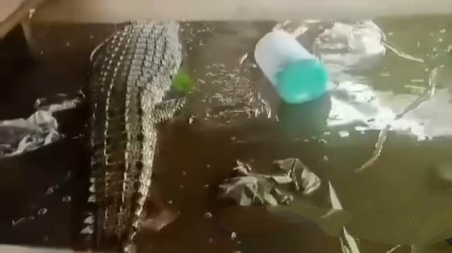 Viral Penampakan Buaya di Sungai Siak, Masyarakat Diminta Waspada 