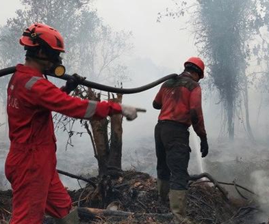 Di Pekanbaru Setengah Hektar Lahan Akasia Liar Terbakar