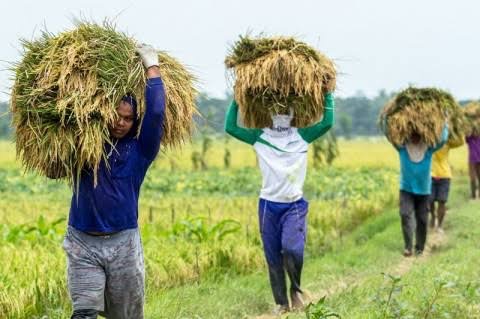 Hasil Panen Raya Bisa Menutupi Kelangkaan Pangan di Daerah